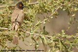 Maskerbuulbuul / African Red-Eyed Bulbul