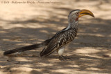 Zuidelijke Geelsnaveltok / Southern Yellow-Billed Hornbill