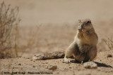 Kaapse Grondeekhoorn / Cape Ground Squirrel