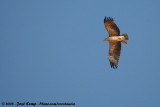 Savannearend / Tawny Eagle