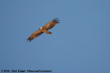 Savannearend / Tawny Eagle