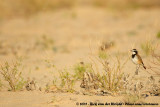 Capped WheatearOenanthe pileata pileata