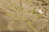Baardmanwever / Scaly-Feathered Finch