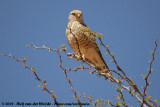 Grote Torenvalk / Greater Kestrel