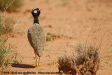 Noordelijke Zwarte Trap / Northern Black Korhaan