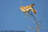 Fawn-Coloured LarkMirafra africanoides harei