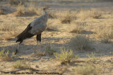 Secretary BirdSagittarius serpentarius