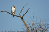 Vechtarend / Martial Eagle