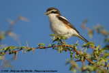 Southern FiscalLanius collaris subcoronatus