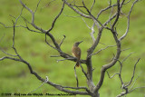 Ground WoodpeckerGeocolaptes olivaceus prometheus