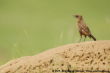 Southern Anteating ChatMyrmecocichla formicivora orestes