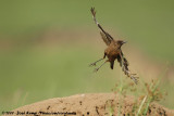 Southern Anteating ChatMyrmecocichla formicivora orestes