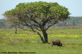Common Warthog<br><i>Phacochoerus africanus sundevallii</i>