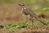 Bearded Scrub RobinCercotrichas quadrivirgata quadrivirgata