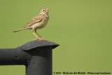 African PipitAnthus cinnamomeus bocagii