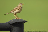 African Pipit<br><i>Anthus cinnamomeus bocagii</i>