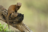 Common Dwarf Mongoose<br><i>Helogale parvula</i>
