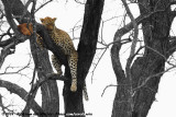 Leopard<br><i>Panthera pardus pardus</i>