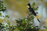 Jacobin CuckooClamator jacobinus serratus