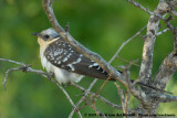 Great Spotted CuckooClamator glandarius choragium
