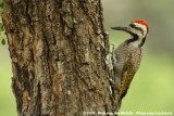 Bearded Woodpecker<br><i>Chloropicus namaquus coalescens</i>