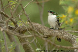 Diderick CuckooChrysococcyx caprius