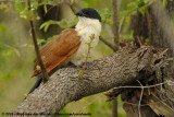 Burchell's CoucalCentropus burchelli
