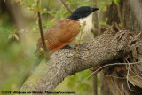 Burchell's CoucalCentropus burchelli