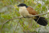 Burchell's CoucalCentropus burchelli