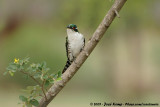 Diderick Cuckoo<br><i>Chrysococcyx caprius</i>