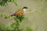 Burchell's CoucalCentropus burchelli