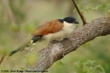 Burchells Coucal<br><i>Centropus burchelli</i>