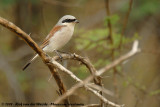 Red-Backed ShrikeLanius collurio