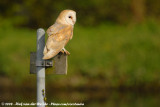 Barn Owl<br><i>Tyto alba guttata</i>