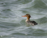 Red-Breasted Merganser - Female