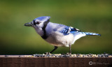 BLUE JAY