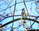 BLUE JAY