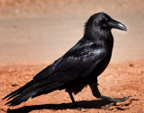 Common Raven, Grand Canyon, Arizona