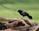 Red Winged Blackbird-Male