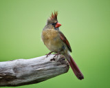Cardinal-Female