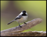 Black Capped Chickadee