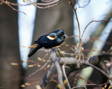 Red-Winged Blackbird-Male