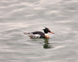 Red Breasted Merganser-Male