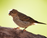 House Finch-Female