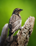 Red Winged Blackbird-Female