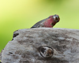 HEY, I almost got hit  by a low flying Grackle