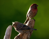 House Finch-Male & Female