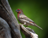 House Finch