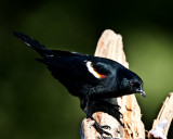 Red Winged Blackbird-Male