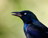 Grackle Portrait